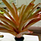 Aechmea blanchetiana