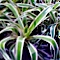 Aechmea mexicana