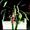 Aechmea fulgo-ramos