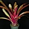 Billbergia amoena