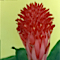Billbergia pyramidalis