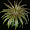 Dyckia hybrids
