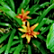 Guzmania hybrids
