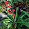 Hohenbergia stellata
