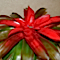 Neoregelia carolinae