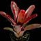 Neoregelia cruenta-rubra