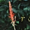 Pitcairnia angustifolia