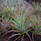 Tillandsia fasciculate
