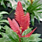 Vriesea hybrids