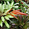 Vriesea schwackeana