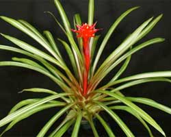 Guzmania 'Marina'