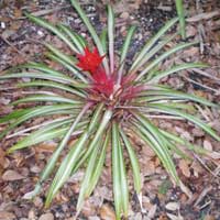 Guzmania 'Marina'