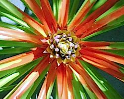 Aechmea Biflora