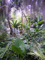 Alcantarea Imperalis