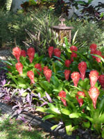 Billbergia Pyramidalis