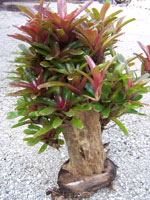 Neoregelia 'Fireball'